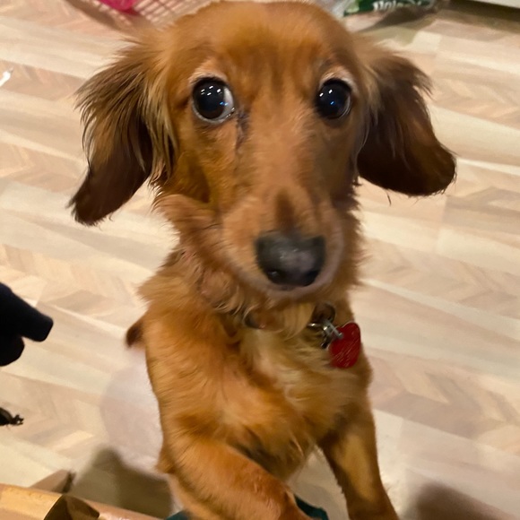 Meet your Posher, Cheryl - Picture 3 of 3